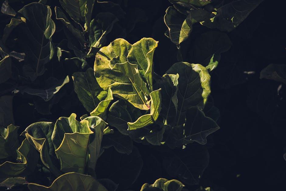 A Closer Look at the Garden of Life Vitamin Range