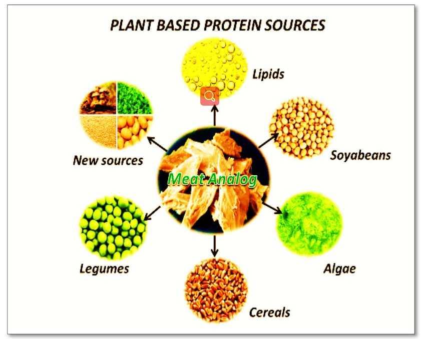Exploring Energy Levels and Vitality Boost from Plant-Based Ingredients